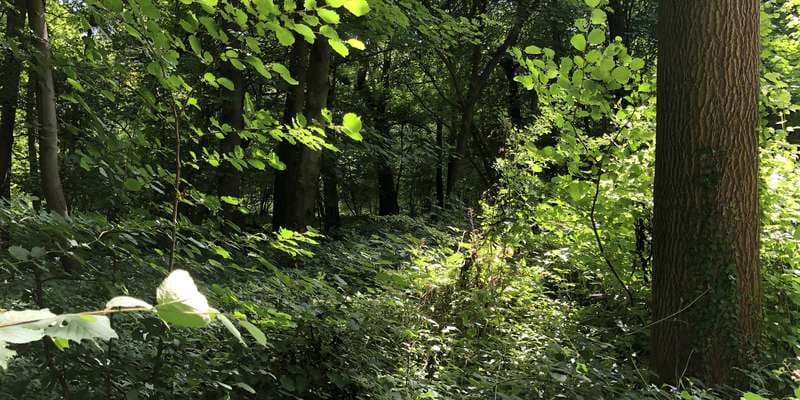 The featured photo for WWS102