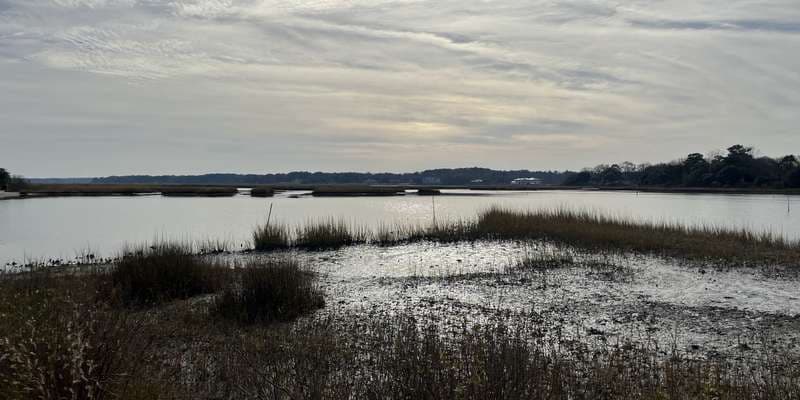 The featured photo for Pleasure House Point Natural Area - Oyster cover