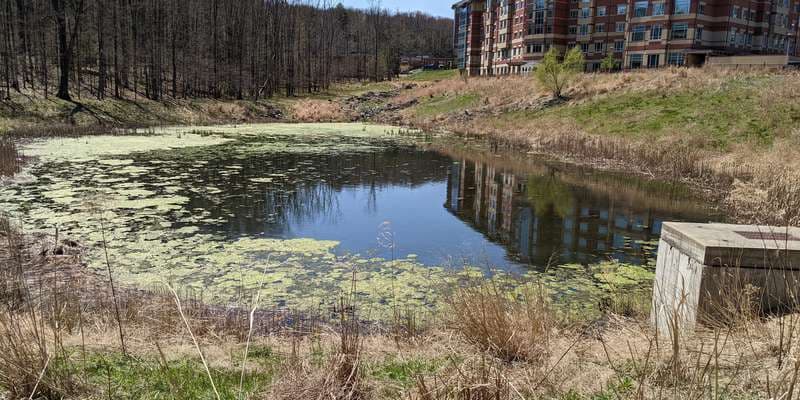 The featured photo for Lake Lieberman Constructed Wetland