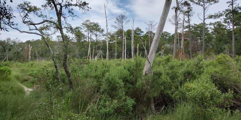 The featured photo for Carolina Beach State Park