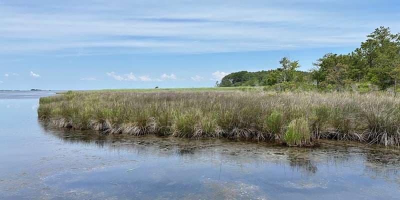 The featured photo for Buckridge Reserve