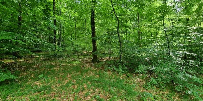 The featured photo for Rold Skov