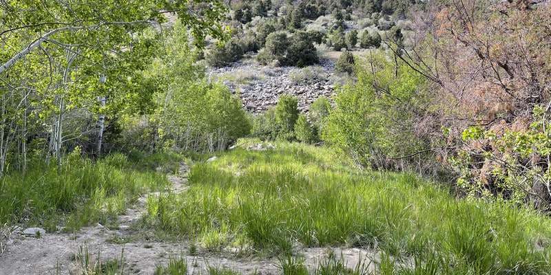 The featured photo for Upper Lehman Campground Wetland Restoration