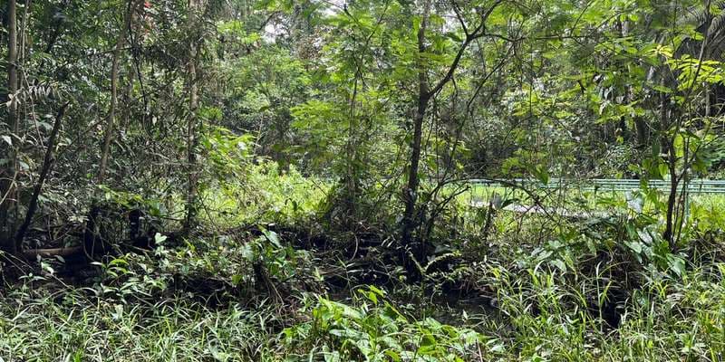 The featured photo for La Selva Canta Rana