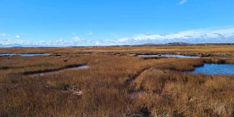 The featured photo for Lot 3 - Marsh Restoration