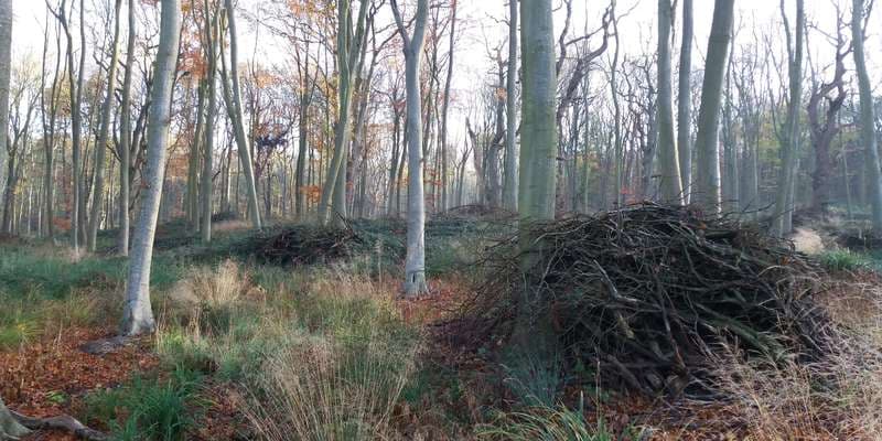 The featured photo for WWS105