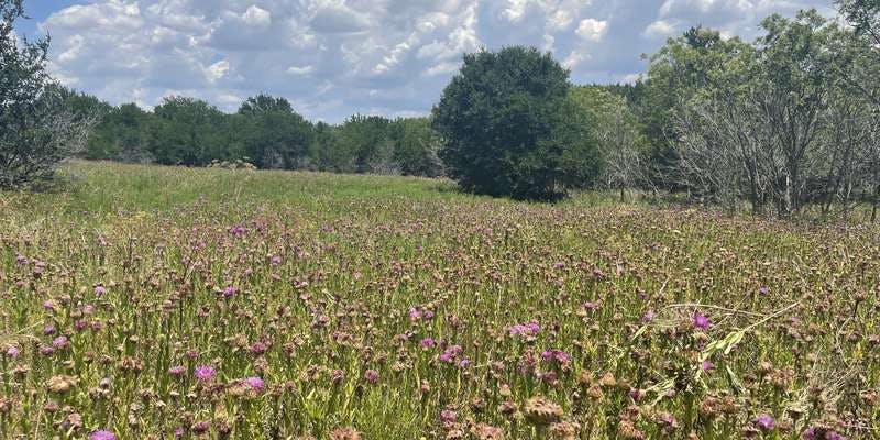 The featured photo for Blackland Prairie at Grand Park