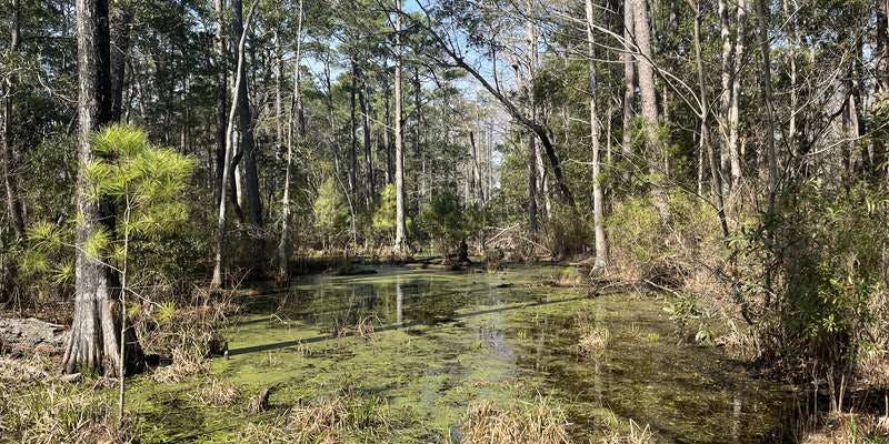 The featured photo for Kitty Hawk Woods Reserve