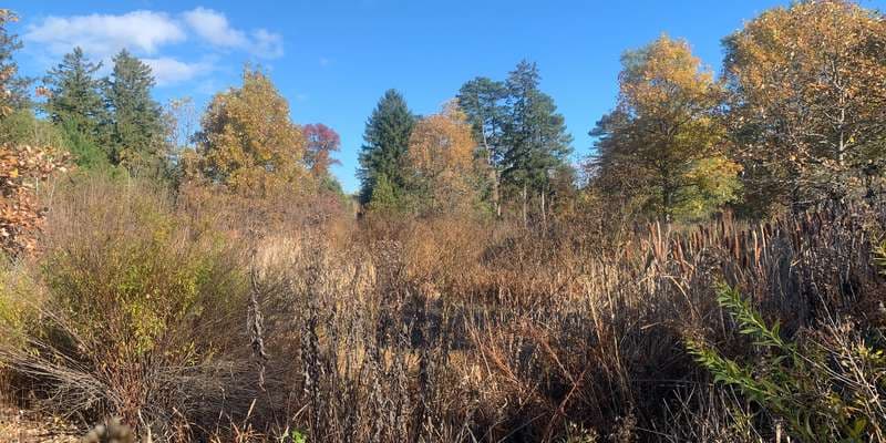 The featured photo for Mellody Farm Nature Preserve