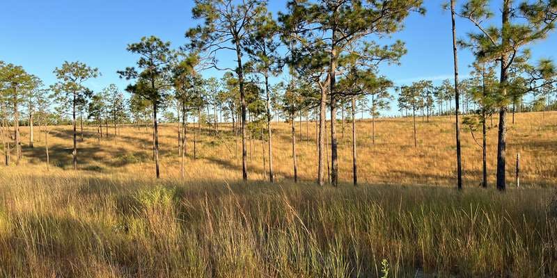 The featured photo for Florida Trail- Kammer Wiregrass Restoration Site