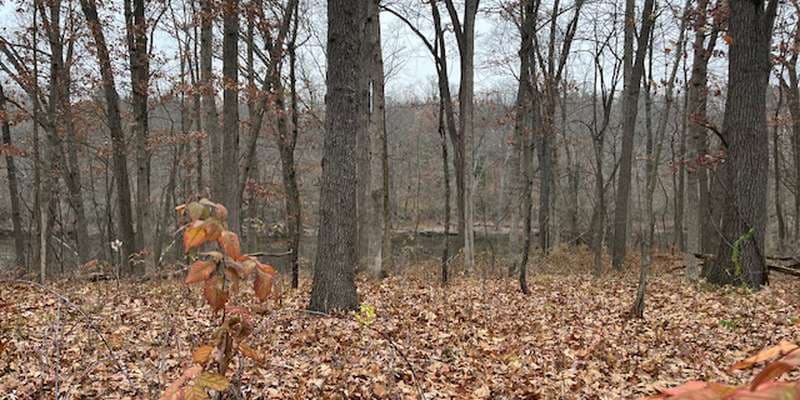 The featured photo for Floodplain Forest