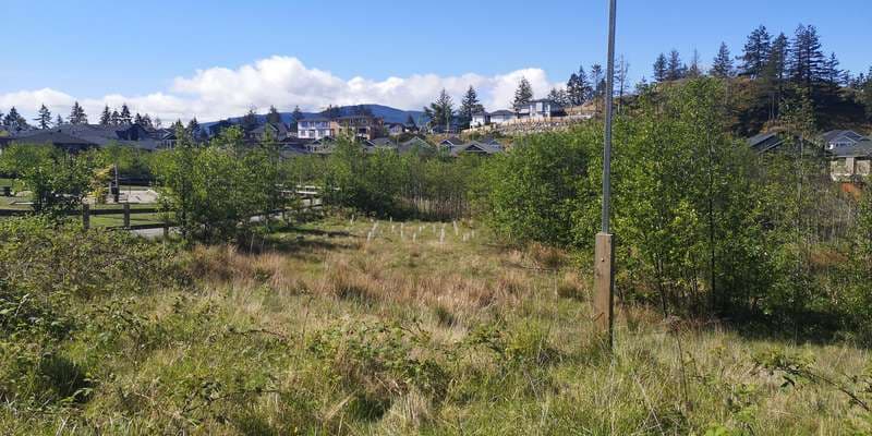 The featured photo for Linley Point Gyro Reforestation