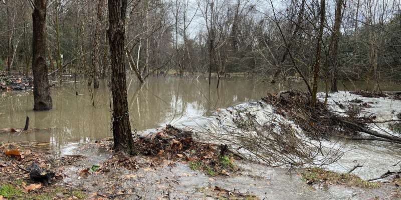 The featured photo for Rocky Branch Greenway Beaver Dam