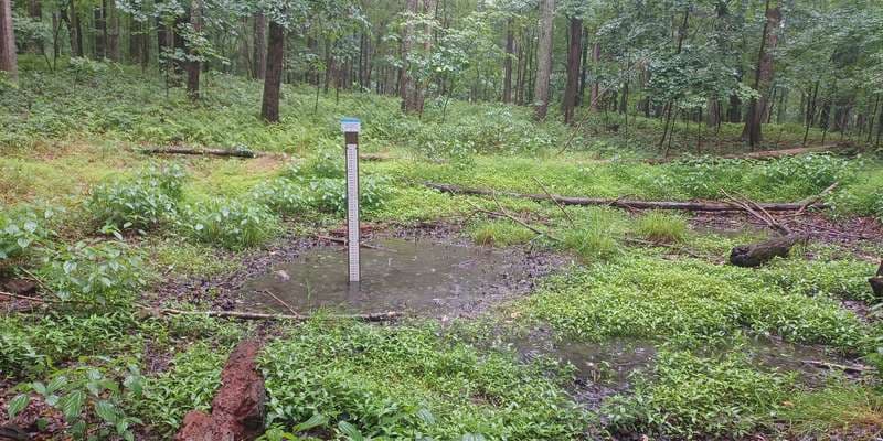 The featured photo for Kings Gap - Forest Pool 7