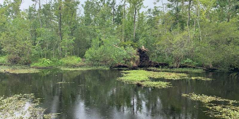 The featured photo for Scuppernong River Interpretive Trail, Pocosin Lakes National Wildlife Refuge