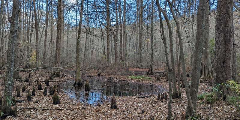 The featured photo for Stumpy Lake Natural Area