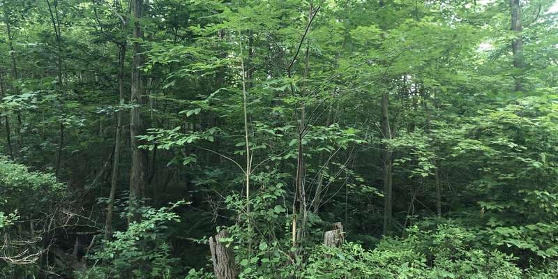 The featured photo for The Bird Family Bog Rehabilitation Project