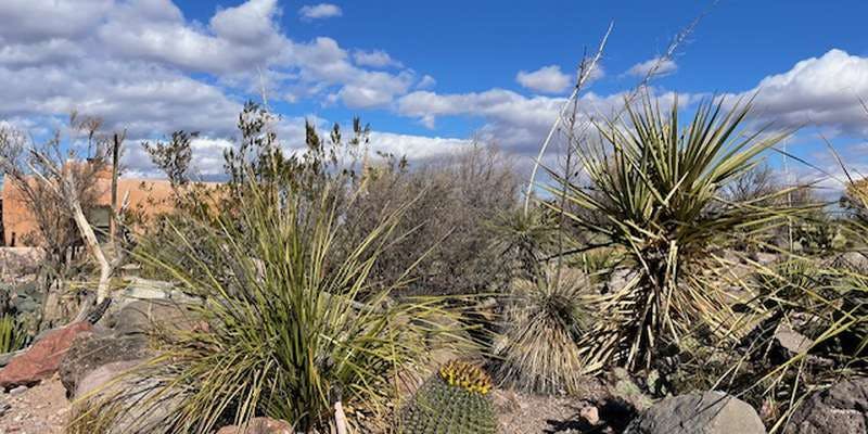 The featured photo for Desert Arboretum