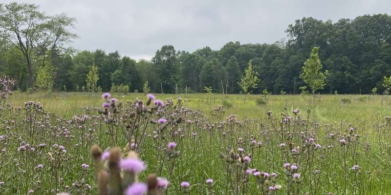 The featured photo for Bonnie Park Wetlands Restoration
