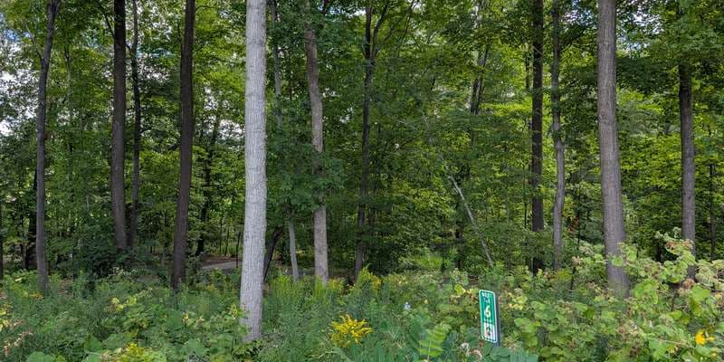 The featured photo for Disc Golf Course Hole 6
