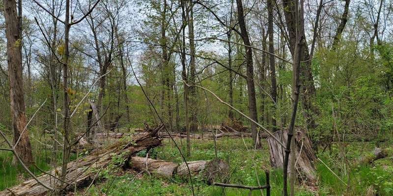 The featured photo for Research Woods