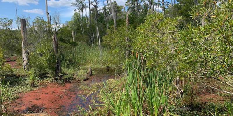 The featured photo for Goose Creek State Park