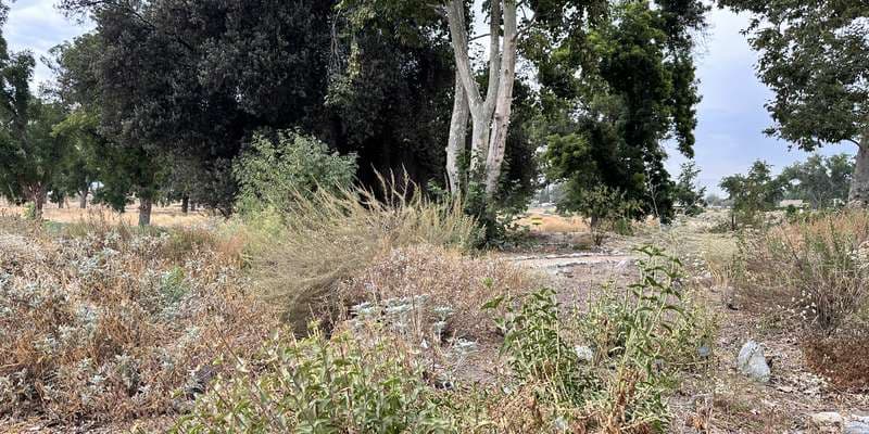 The featured photo for Biodiversity Garden