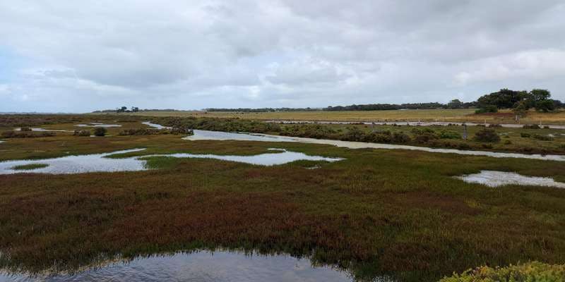 The featured photo for Swan Bay wetland restoration
