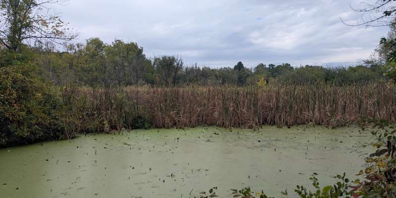 The featured photo for Beaver Marsh - South