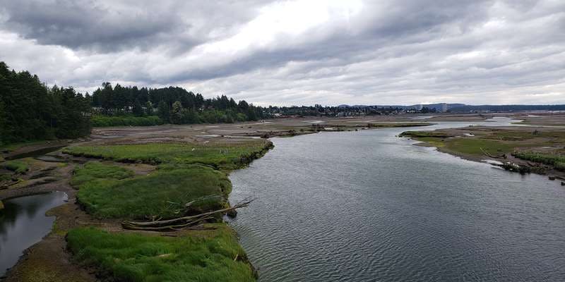 The featured photo for Nanaimo Estuary Carex Bed Restoration