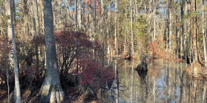 The featured photo for First Landing - Bald Cypress Swamp Overlook