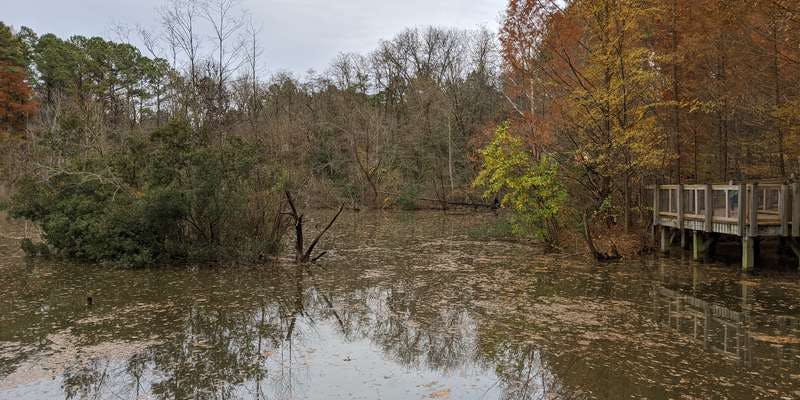 The featured photo for Wetland - Lower Boardwalk 2