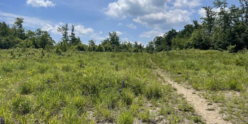 The featured photo for Binney Hill Wilderness Preserve