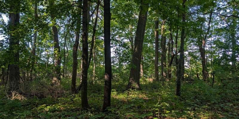 The featured photo for Campus Natural Area | Baker Woodlot