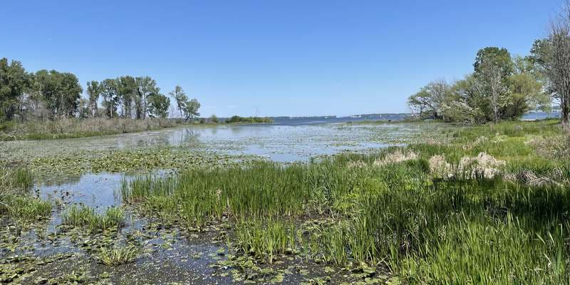 The featured photo for The Feather Observation Platform