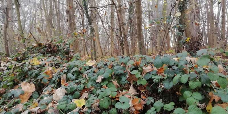 The featured photo for WWS112