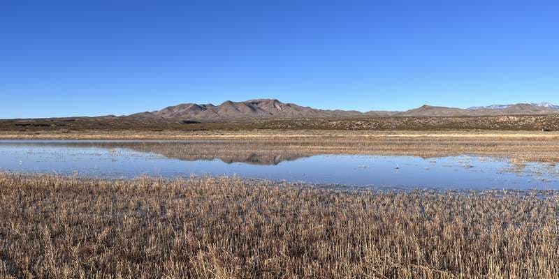 The featured photo for Wetland Roost
