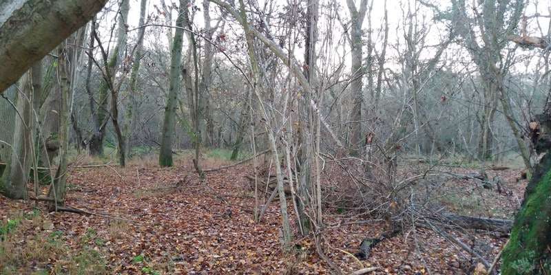 The featured photo for Wytham Woods 113
