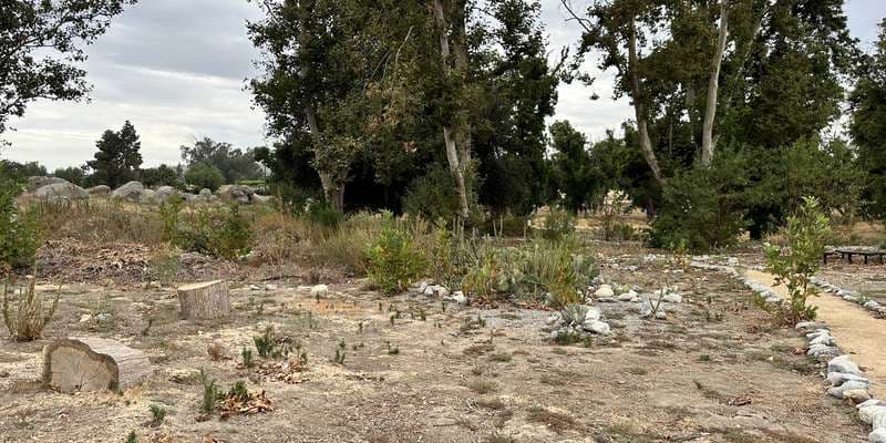 The featured photo for Cacti Garden