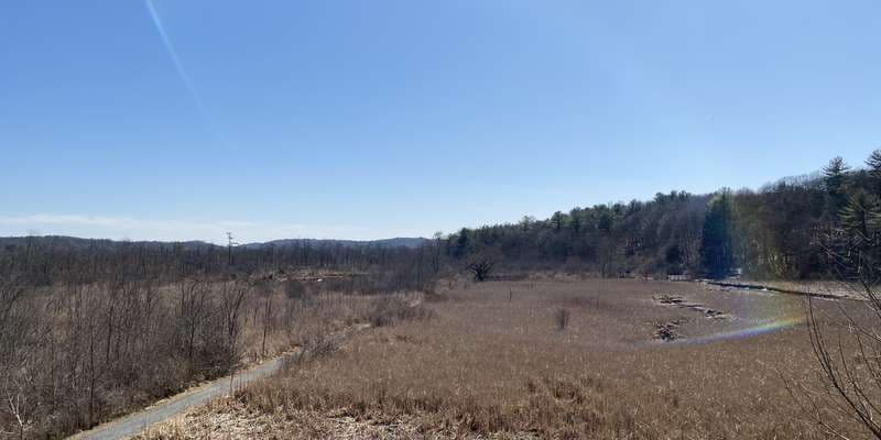 The featured photo for Ramshorn-Livingston Observation Tower