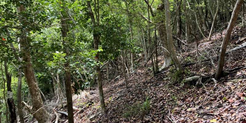 The featured photo for Quill National Park - Main Trail Restoration Plot