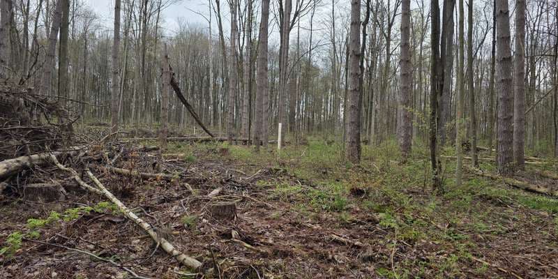 The featured photo for North Harmony State Forest