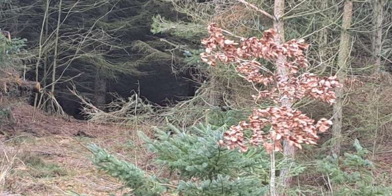 The featured photo for Svinkløv Plantage