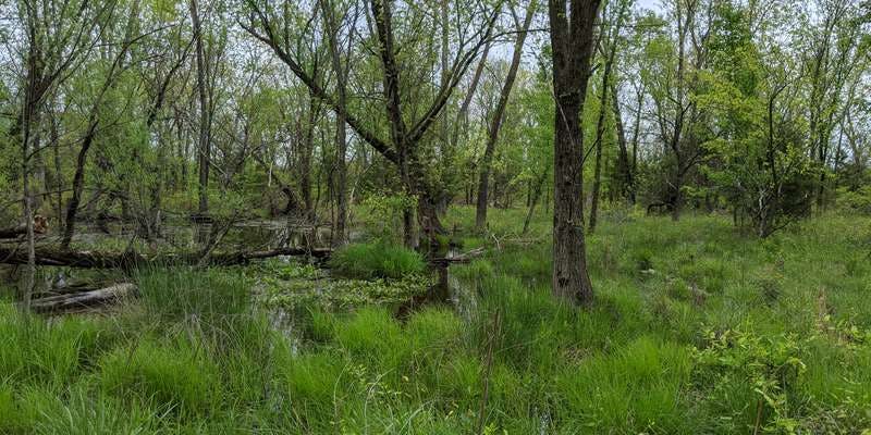 The featured photo for Vernal Pool