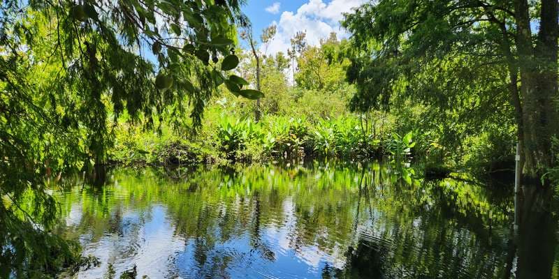 The featured photo for CREW Bird Rookery Swamp - Bridge