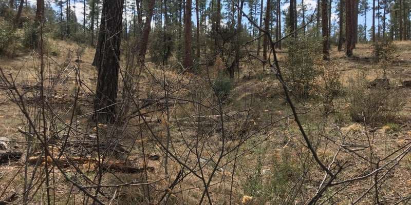 The featured photo for Future Burn Site