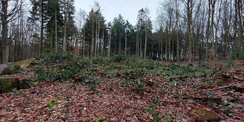 The featured photo for Afdrift i Blykobbe Plantage