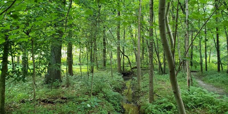 The featured photo for Riparian Flora