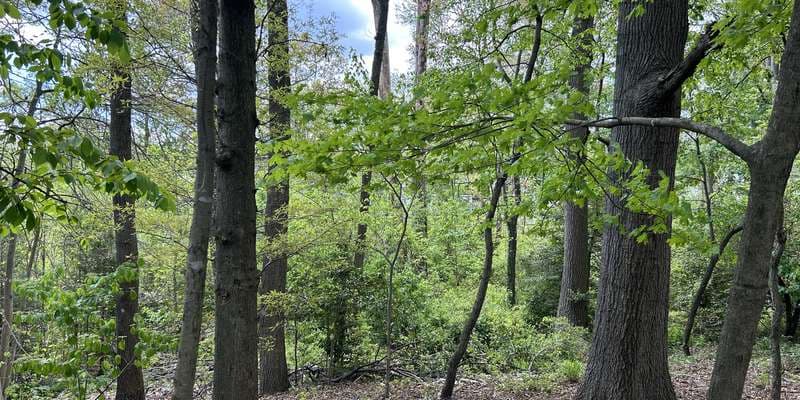The featured photo for St Lukes Forest Restoration