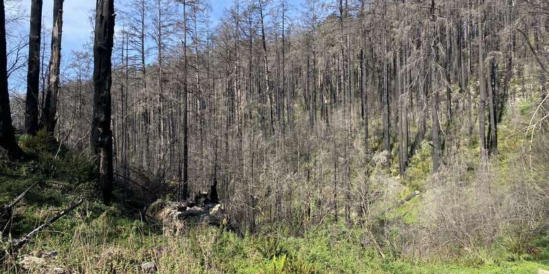 The featured photo for Woodward Fire Photomonitoring Site 5